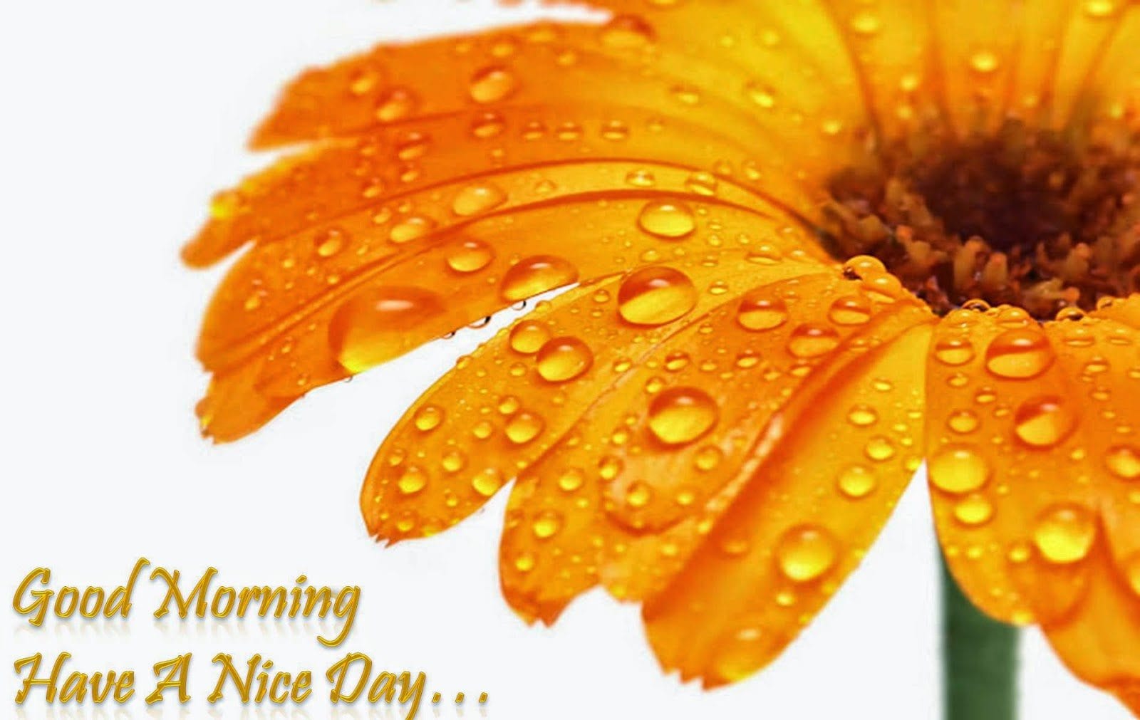 WhatsApp Good Morning Image 2015 latest free (7)