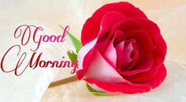 good-morning-rose-600x329