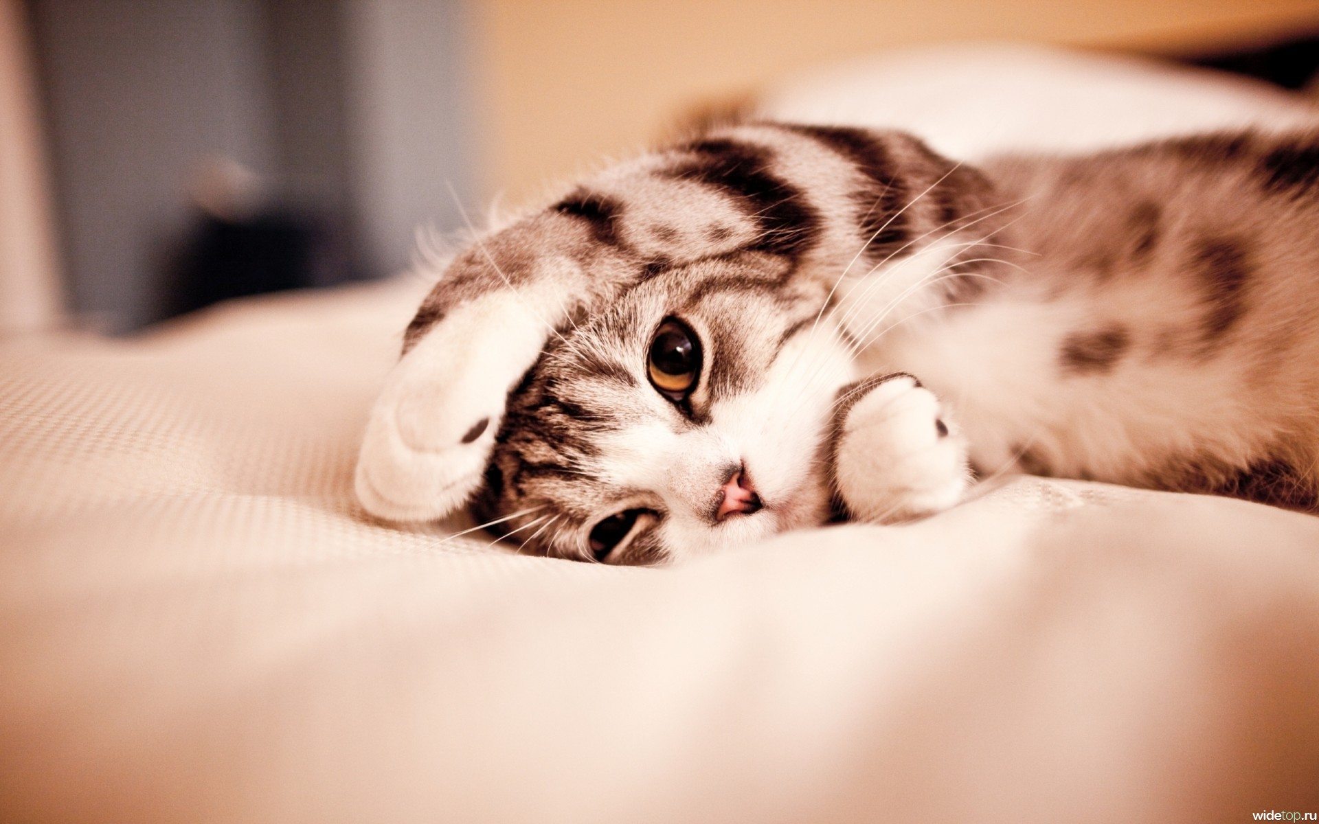 7012989-cute-cat-wallpapers