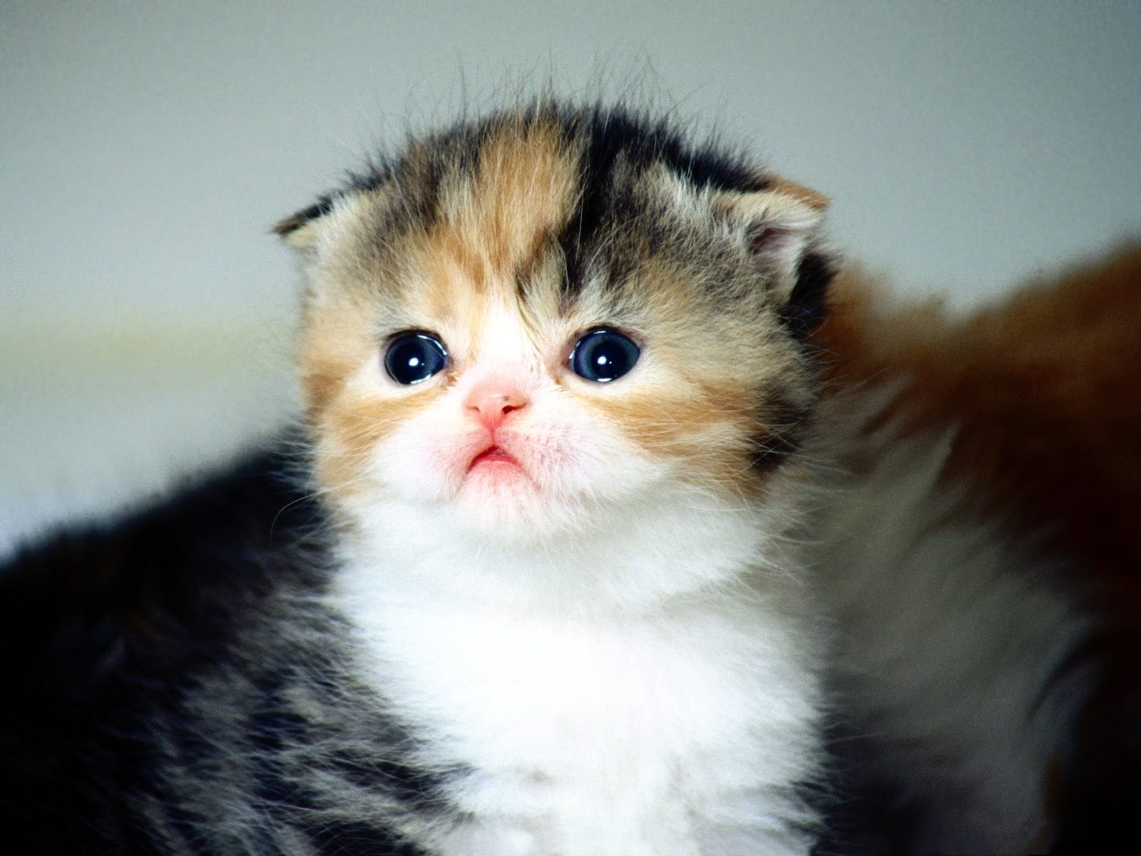 Cute-Cat-Tumblr-C133