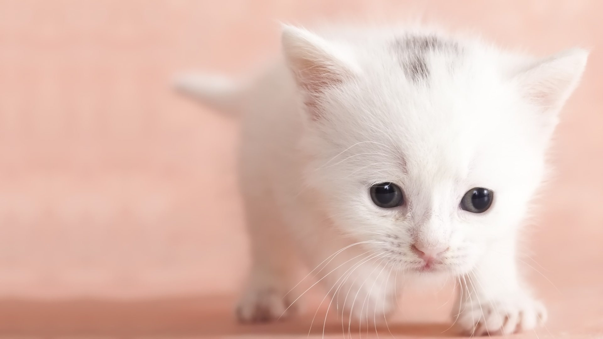 cute-baby-cat-HD