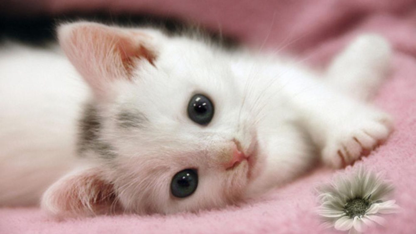 cute-white-cat-kitten